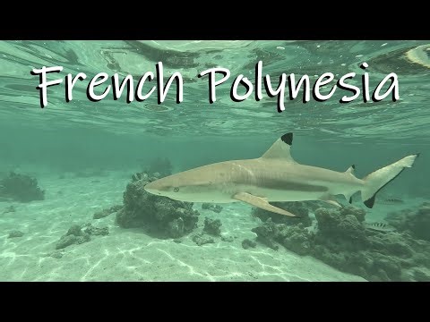 Snorkeling in Mo'orea, French Polynesia - Part 4