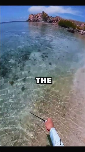 Outdoor Bowfishing Madness!#bowandarrow #bowfishing #fishing #outdoor #fyp