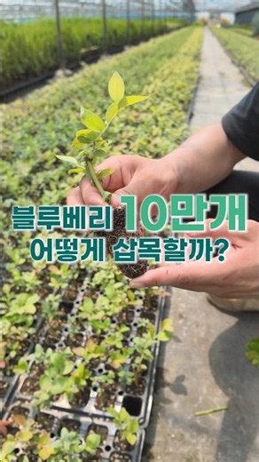블루베리 10만 개 삽목하면 이렇게 됩니다🌱 3월 삽목부터 7월 뿌리 활착까지! 대량 삽목 현장 공개