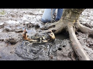 Amazing Catching Huge Mud Crabs In Swamp after Low Tide