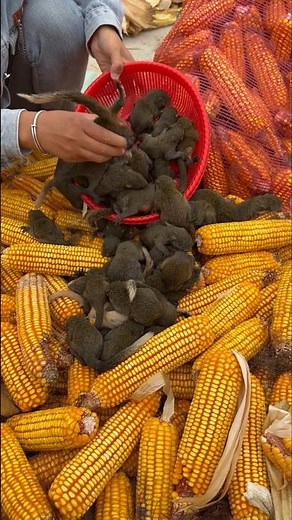 Adorable Baby Squirrels on Display! 🐿️💛 A Peek Inside a Squirrel Farm in China 💥