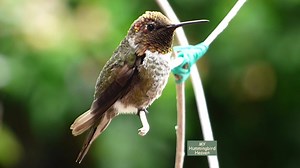 3.4K views · 425 reactions | Male Anna's Love his soft colors.. check out his open mouth :) | My Hummingbird Heaven | Facebook