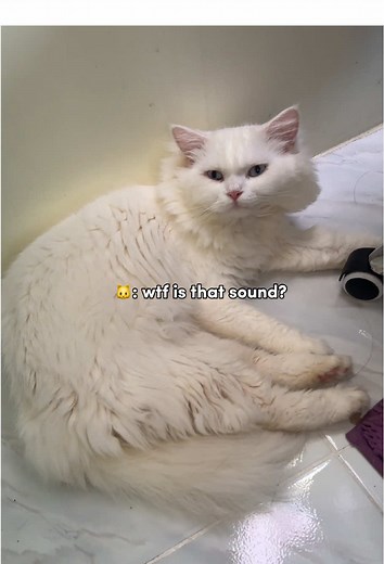 猫の楽しいプランク：ジャンプと笑い