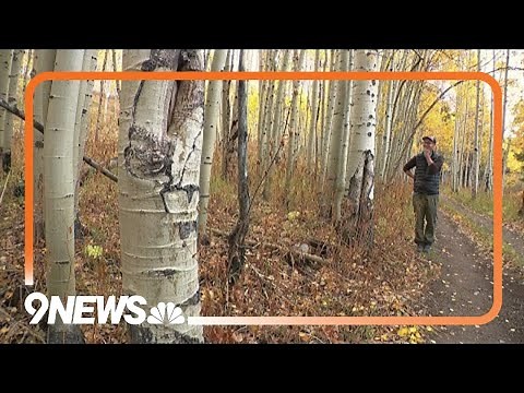 Man studies the science behind Colorado's famous aspen trees