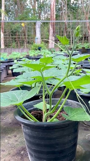 #Houseplants #2026 #225 Pumpkin | Cucurbita pepo | Cucurbitaceae | Cucurbits | Winter Squash | Kaddu