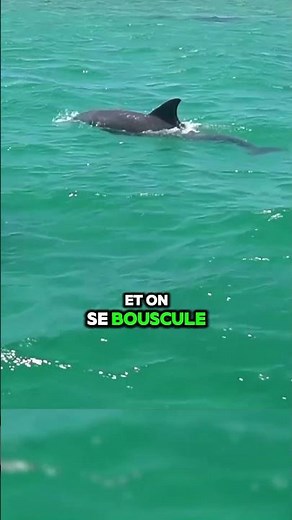 Mauritius: Dolphins #mauritius #travelvlog #dolphin