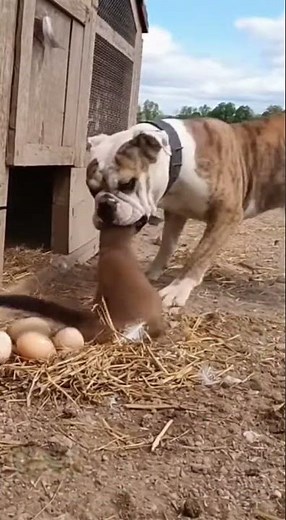 Weasel Tries to Steal Eggs… Bulldog GRABS and SHAKES It Wildly! 😱🥚🐶💥