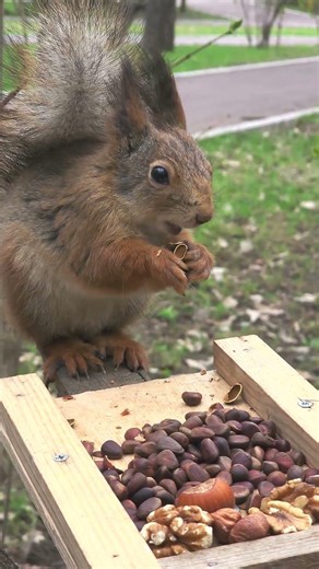 Ореховое ассорти / Assorted Nuts #squirrel