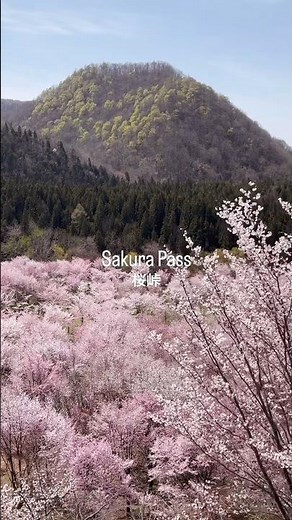 福島県裏磐梯の桜峠 | Sakura Pass in Urabandai, Fukushima #fukushima #福島 #桜 #sakura #裏磐梯 #会津
