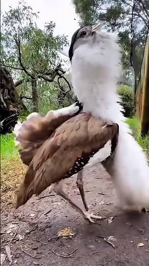 😱 Hear the Weird Sound of the Australian Bustard!