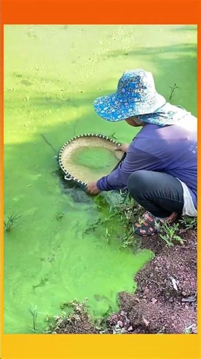 Scooping thick green algae from a pond using a round sieve, revealing murky water beneath.
