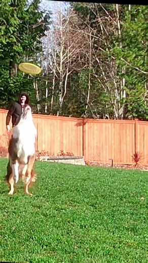 High Flying Australian Shepherd catching frisbee