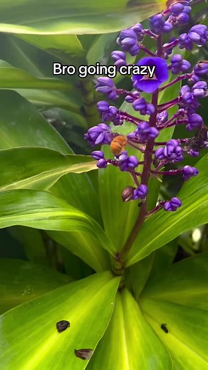 Bumblebee Behavior: A Closer Look at Bees and Flowers