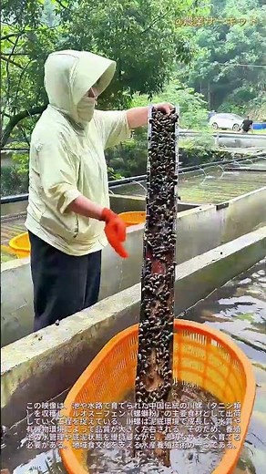 池から食卓へ：中国の伝統的な川カタツムリの養殖方法：カタツムリ麺の主要原料である「洛芬（ルオシフェン）」の起源と収穫