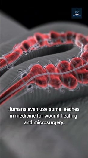 Leeches: The Unsung Heroes of the Ecosystem!