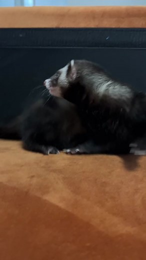 The laugh at the end matches perfectly 😂 #ferret #ferretsoftiktok #petsoftiktok