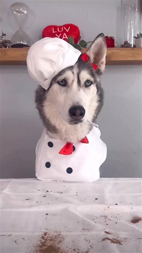 Carob peanut butter Valentine treat recipe! ♥️ Now your dog can get a box of heart-shaped treats too. Save/share this video to make for your dogs (or you too). Two thumbs and paws up from both of us! Follow us for more dog content! Disclaimer: Chocolate is toxic to dogs! Please make sure to use carob powder (not cocoa) and peanut butter without Xylitol. As any treat, give to your dog in moderation. #huskies #dogsofinstagram #valentinesday #dogs #weeklyfluff | 2Husketeers