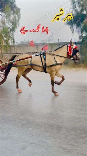 ببر شیر نکسٹ ٹائم ان شاء اللہ 🥀🍁