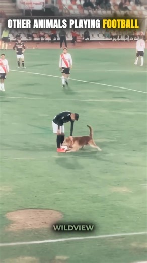 Other Animals Playing FOOTBALL vs The LAST ONE 💀