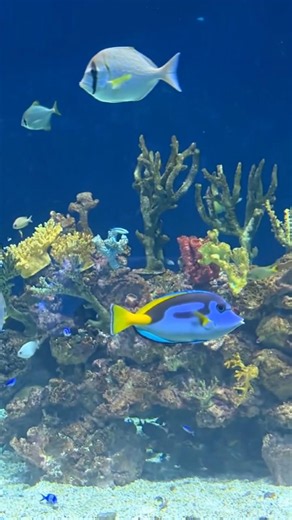 🐠 Stunning Underwater Paradise | Colorful Tropical Fish in Crystal Clear Aquarium 🌊