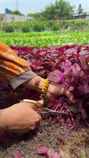 Rau dền đỏ gỗ Rạng Đông lên màu đẹp lắm luôn ạ #nôngnghiệp #farming #nongcamquynh #nôngnghiệp#garden