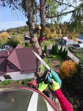 Спил макушки дерева по спидлайну | cutting the tree top using a speedline