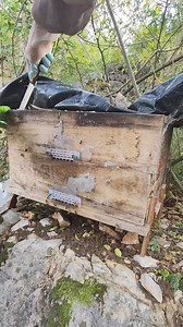 Breeding bees now come to harvest #beesonthefarm #naturalgreenhills #beefarm | Beehub Reely