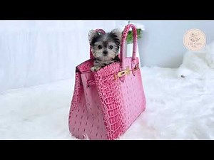Meet Cara 💖 The World’s Tiniest Teacup Morkie Princess