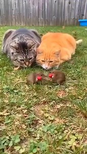 Boxing Mouse🤣😂🤣 #fbreels #boybungi #viral #goodvibes #trending #trendingreels #funny #funnyvideos #fyp #foryoupage #fblifestyle | Sonny Javier