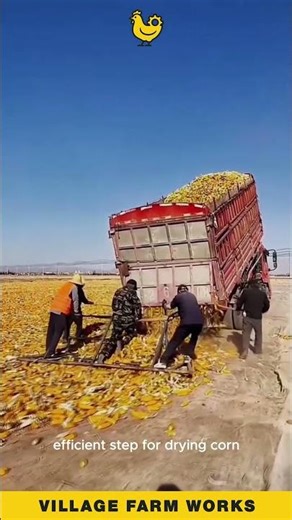 Unloading Corn the SMART Way 😎 A Genius Farming Hack #CornHarvest