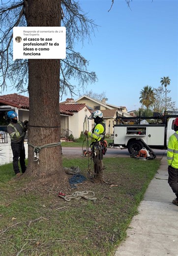 Respuesta a @J A Tree Experts aveces hablamos sin saber mis amigos pero está bien saludos #salvadortreeservice #treesalva #treesal #fyp #viral
