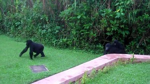 64 reactions · 9 comments | Travel Beyond your Wildest Dreams! | Bench Africa | Facebook