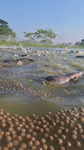 825K views · 5.3K reactions | মাছের ভাসমান খাবার #fishfarming #rellsfacebook #fishing #bigfish #viralfish #fishinglife #reals #fish | Unity Farm | Facebook