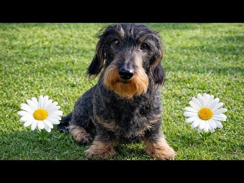 Teddy the Dachshund Had Important Spring Business 😄