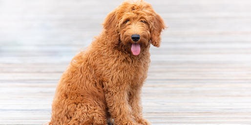 Which Breeds Make This Crossbreed Dog?