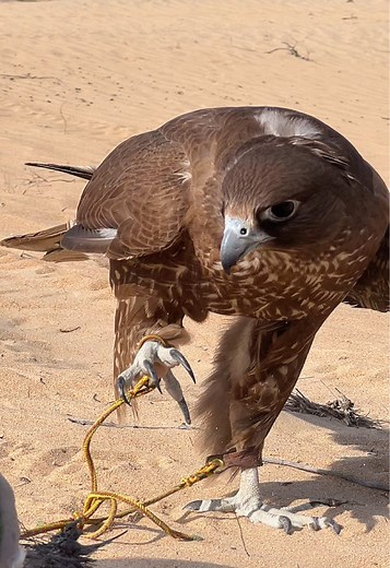 Exploring Falconry in the UAE: A Cultural Heritage