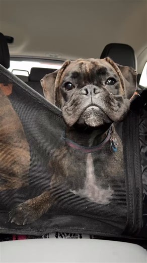Beastie boys helping Riff with the navigation 🧭 the long car ride home from her grandparents 🎄🚙 | Alice the Goon