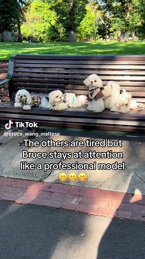 Bruce and Clark on a playdate with other miniature maltese #maltese #dogsoftiktok #cutedogs