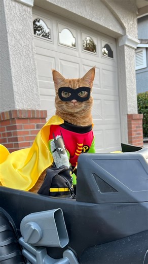 74K views · 4.6K reactions | Switch-A-Roo Halloween!  Because real Superheroes share the spotlight. 驪⚡️隸‍♂️ If you missed our funny Batman drive, check out my previous reel.  #batman #robin #batmobile #fun #superheroes #happy #cool #cat #nodrama #tigerjojo #catsofinstagram #reels | Tiger JoJo | Facebook