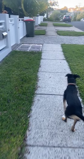 Border Collie vs Kelpie: A Comparison of Two Intelligent Dog Breeds