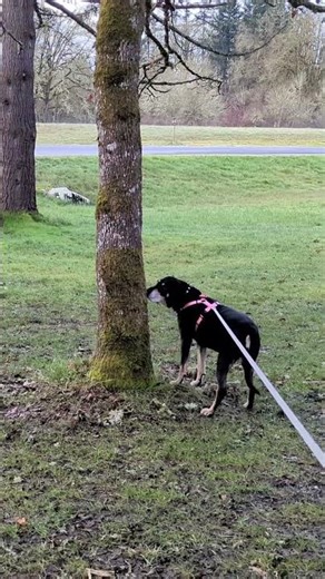 dog sniffing around a tree trunk