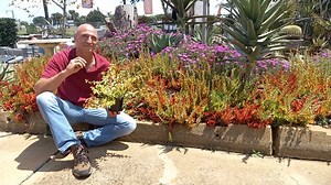 JJ sê: Ons Malanseuns Plant van die Week is die Abelia Lemon and Lime. Baie mense hou daarvan om die geel loof in hulle tuine te hê, maar baie van die geel loof plante is nie koue bestand nie. Abelia Lemon and Lime is wel koue en ryp bestand, kan vol son tot semi-skadu hanteer (Hoe meer son hoe geler) en kan tot so om en by 1.5m hoog en wyd groei. Die Abelias is ook waterwys as hulle gevestig is. #jjvanrensburg #tuinmaakinafrikaans #abelialemonandlime @malanseuns @gardeningtipswithjjvanrensburg 