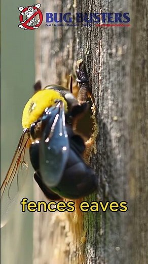 Carpenter Bees
