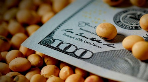 Por la caída del dólar y el avance de la cosecha, la soja tuvo una pérdida diaria de $15.000 por tonelada