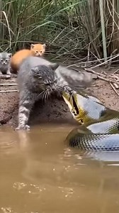A brave cat faces off against a dangerous snake — nature’s wild showdown! 🐱🐍🔥 | Mom Sharing
