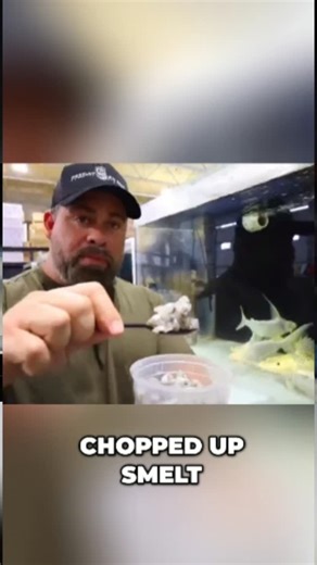 Predatory Fins ® | Rare & Exotic Fish Store on Instagram: "Predatory Fins Shenanigans! From feeding our fish to shop updates, everyday there's something new happening here. #monsterfish #fishstore #aquarium #aquariumhobby #FeedingTime #FishLover #AnimalReels #PetLife #ReelsOfInstagram"