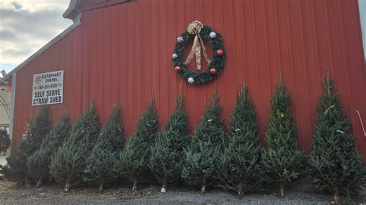 Prefer a live Christmas tree? Gearhart Farms sells fresh Canaan Fir trees