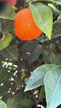 What is the use of the bitter orange plant? #citrus #agriculture #garden