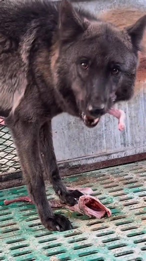 Black Wolf asmr Eating food video #asmr #food #blackwolf #food | Creative page