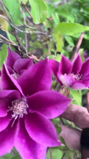 Pink Clematis flowers
